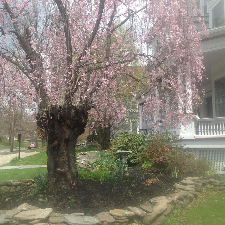 Victorian Charm Inn Towanda Dış mekan fotoğraf